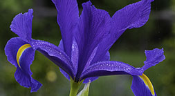 Dutch Iris